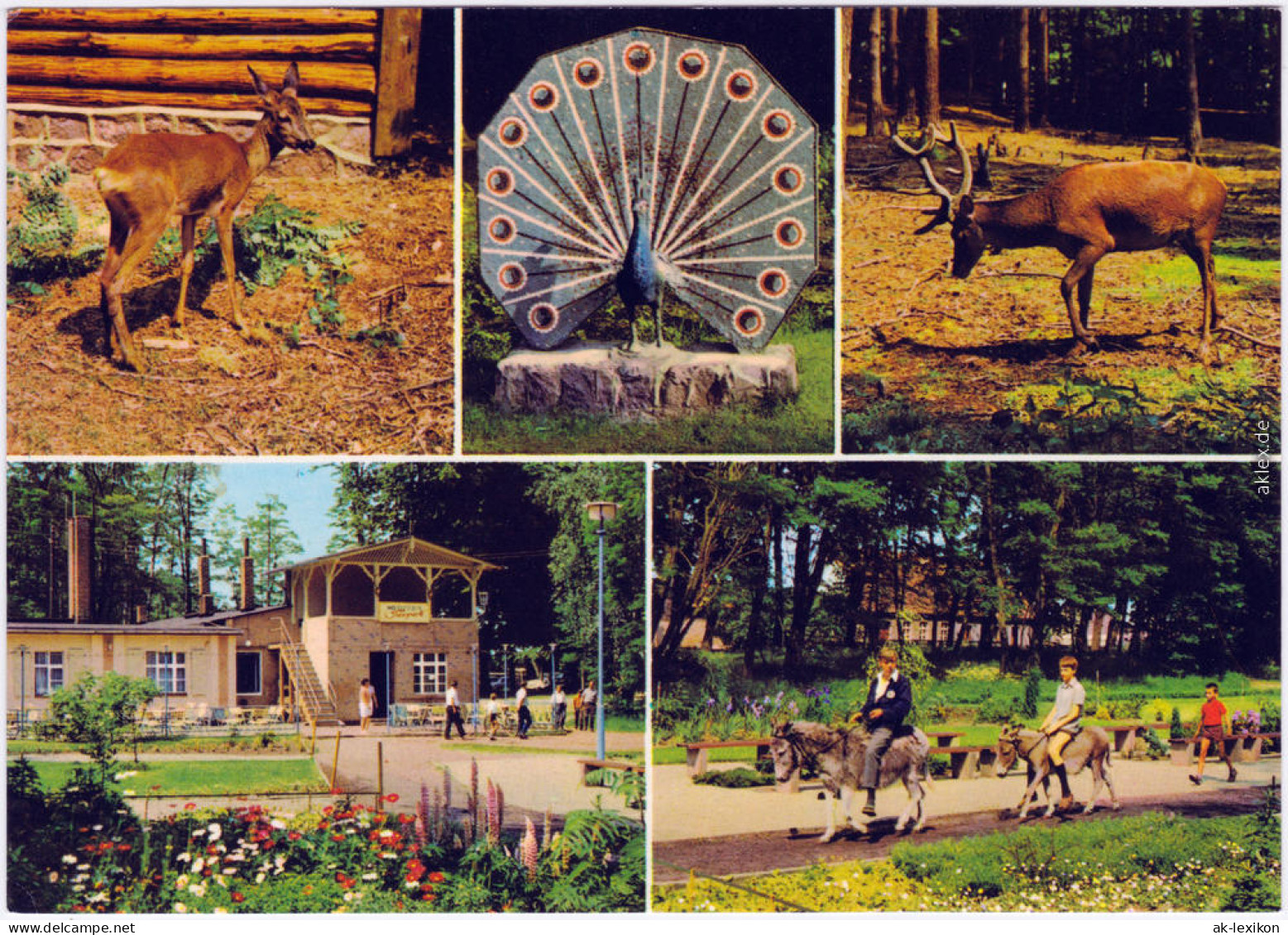 Ueckermünde Tierpark Ueckermünde Ansichtskarte 1981 - Ueckermuende