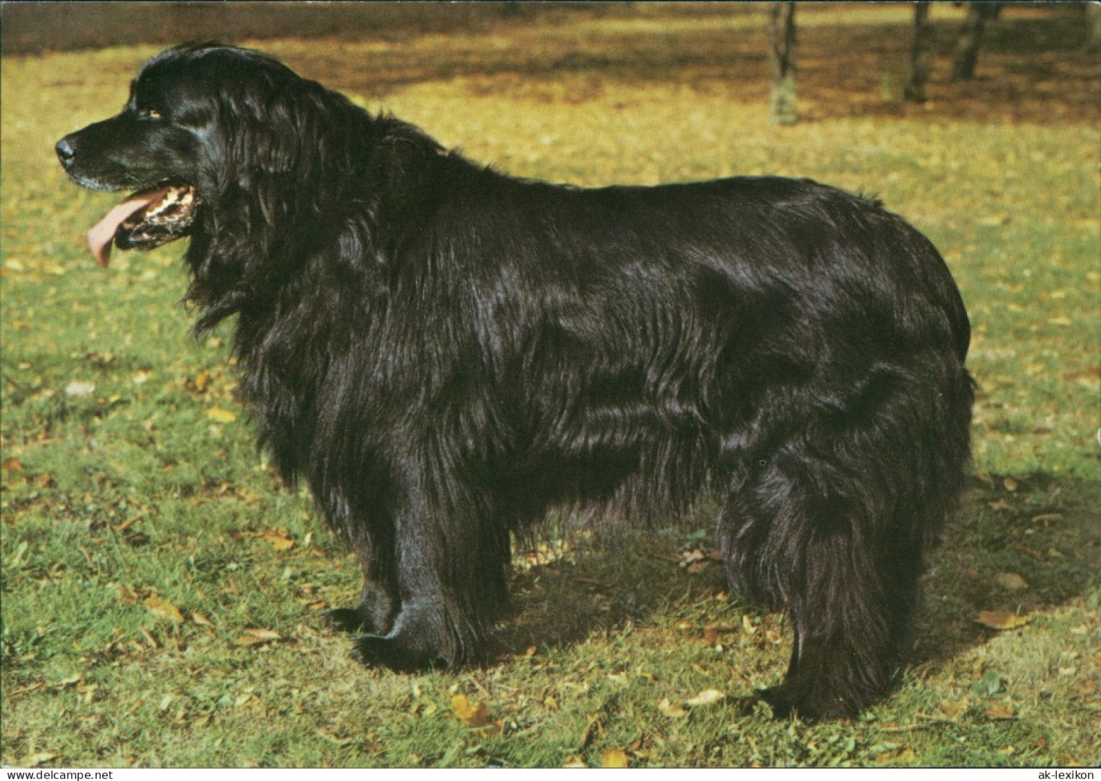 Ansichtskarte  Hund Auf Wiese Schwarzer Neufundländer 1983 - Hunde