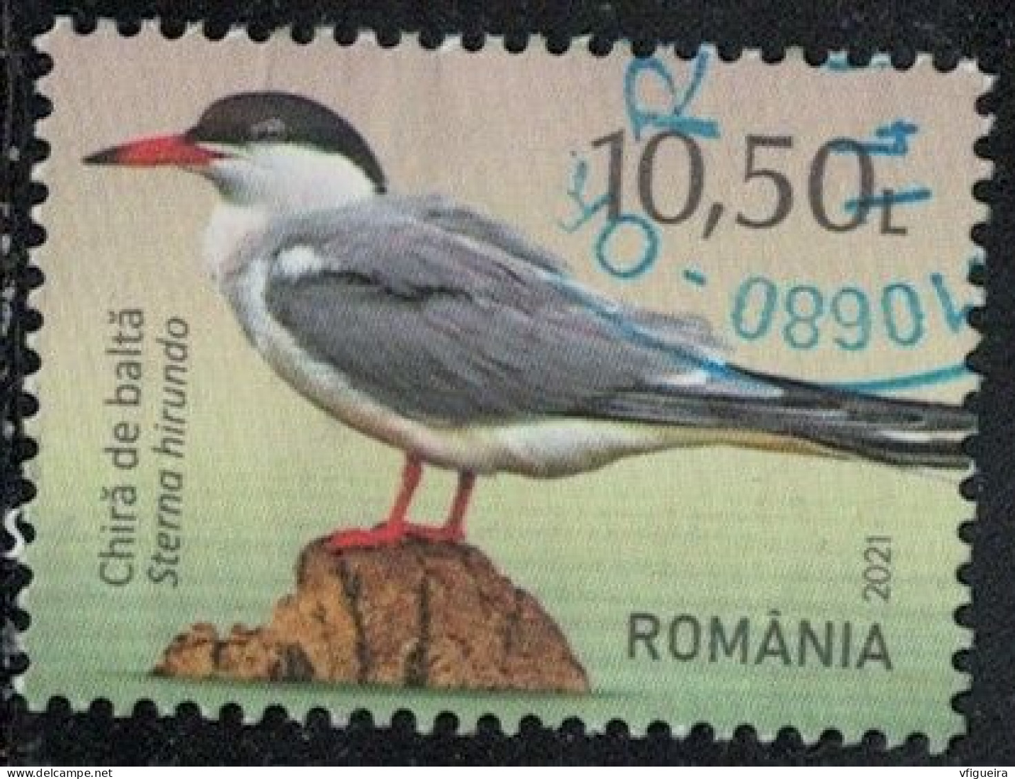 Roumanie 2021 Oblitéré Used Oiseau Sterna Hirundo Sterne Pierregarin Y&T RO 6679 SU - Usados