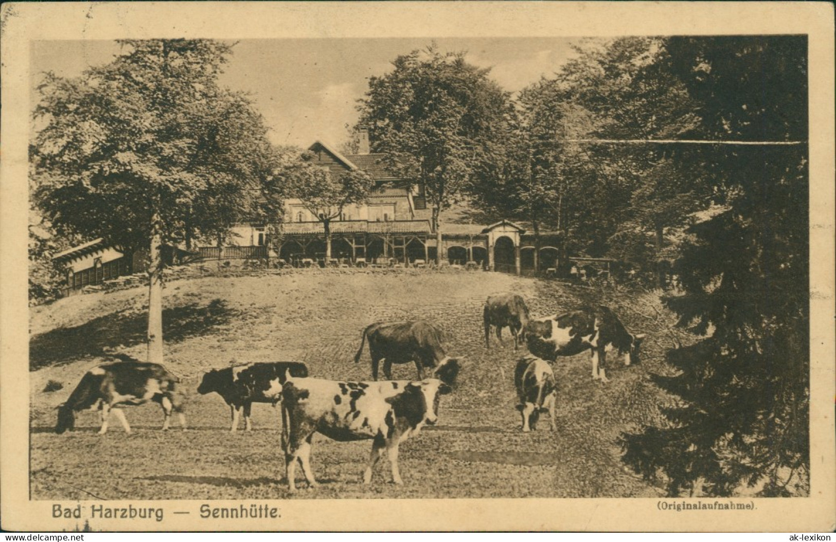 Ansichtskarte Bad Harzburg Restaurant Sennhütte - Kühe 1926 - Bad Harzburg