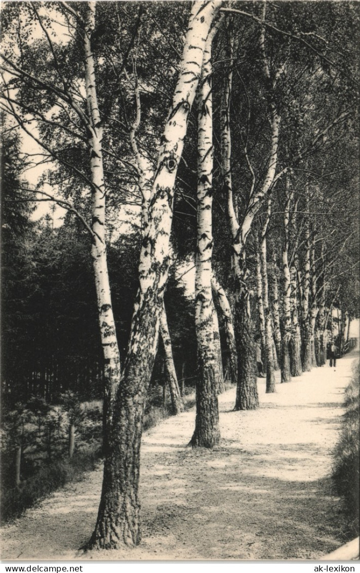 Ansichtskarte Leisnig Birkenallee Im Lärchenwäldchen. 1913 - Leisnig