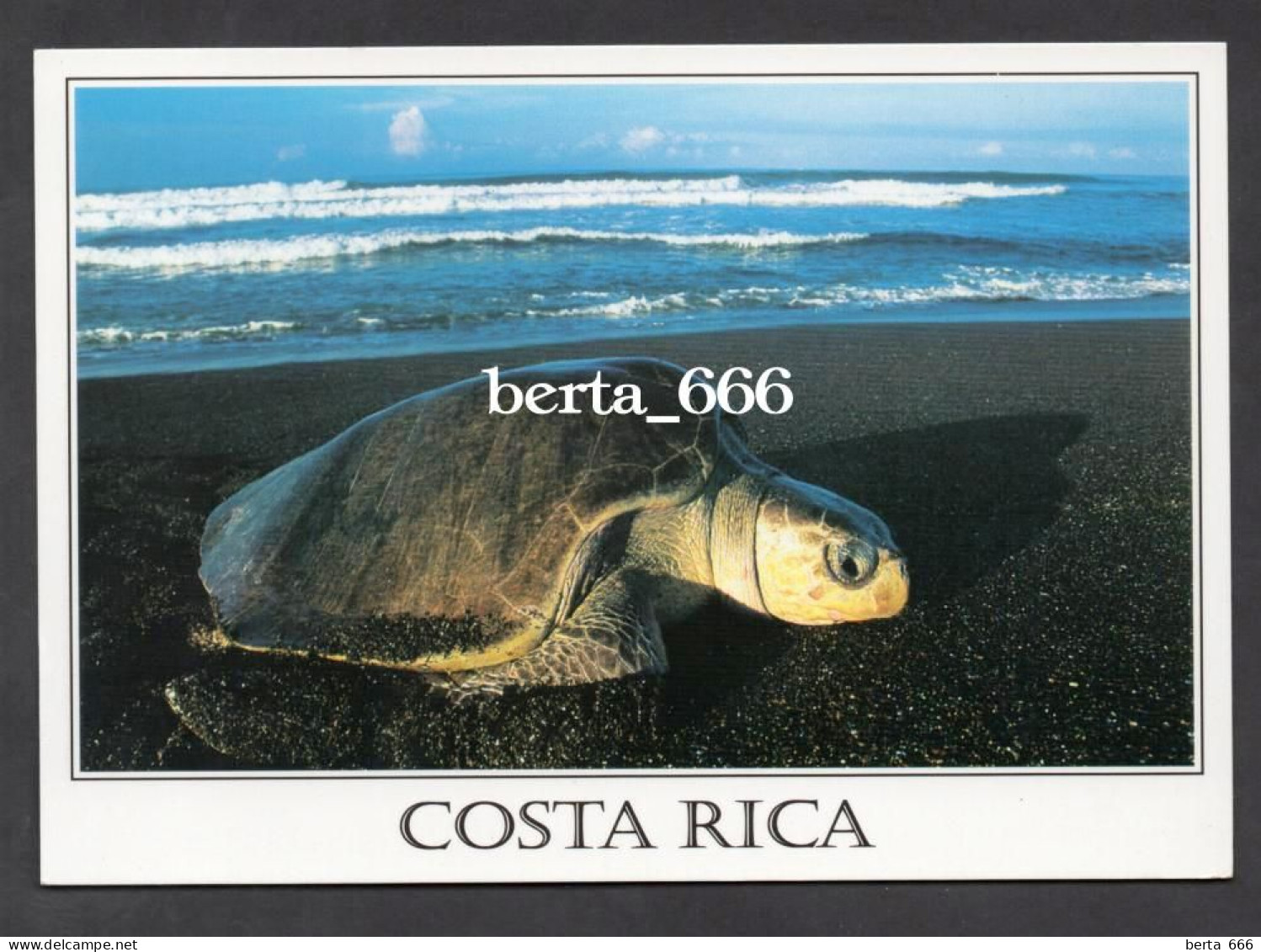 Animals Costa Rica * Olive Ridley Sea Turtle * Tortue Marine - Schildpadden