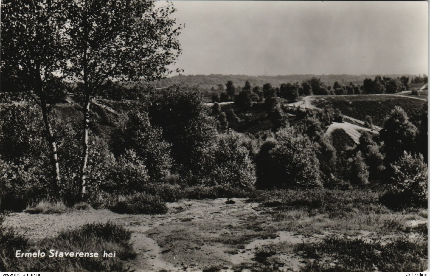 Postkaart Ermelo (Gelderland) Ermelo Staverense Hei, Landschaft 1960 - Other & Unclassified