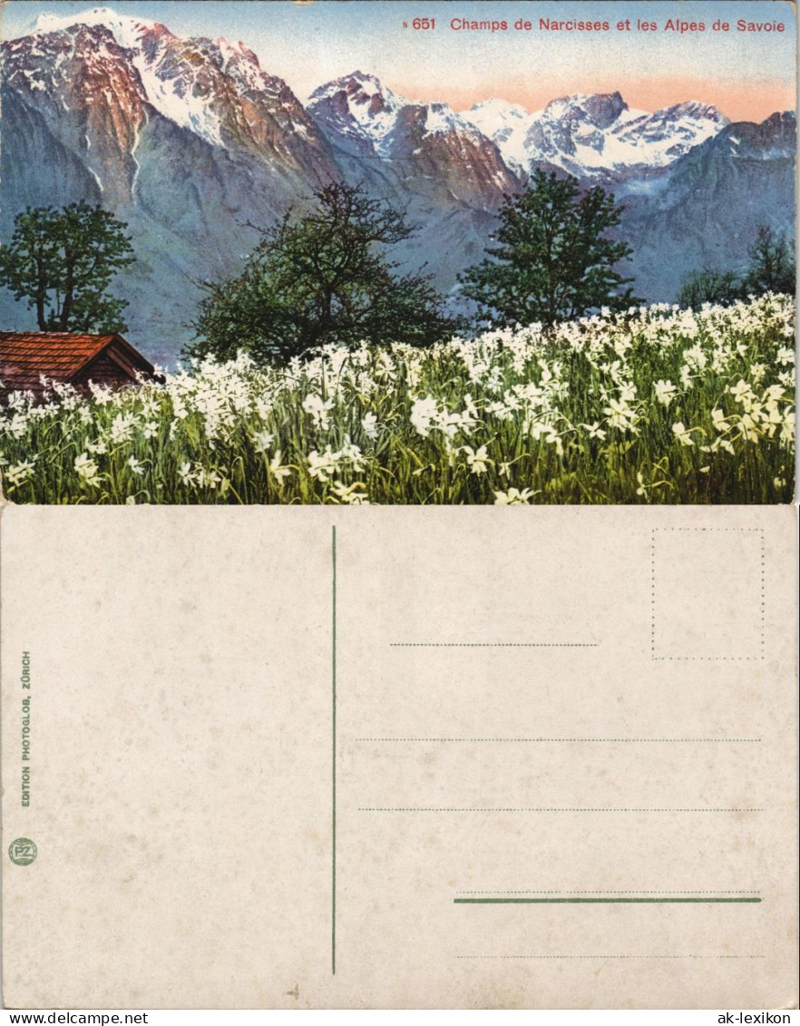 Châtel (Haute-Savoie) Champs De Narcisses Et Les Alpes De Savoie 1912 - Châtel