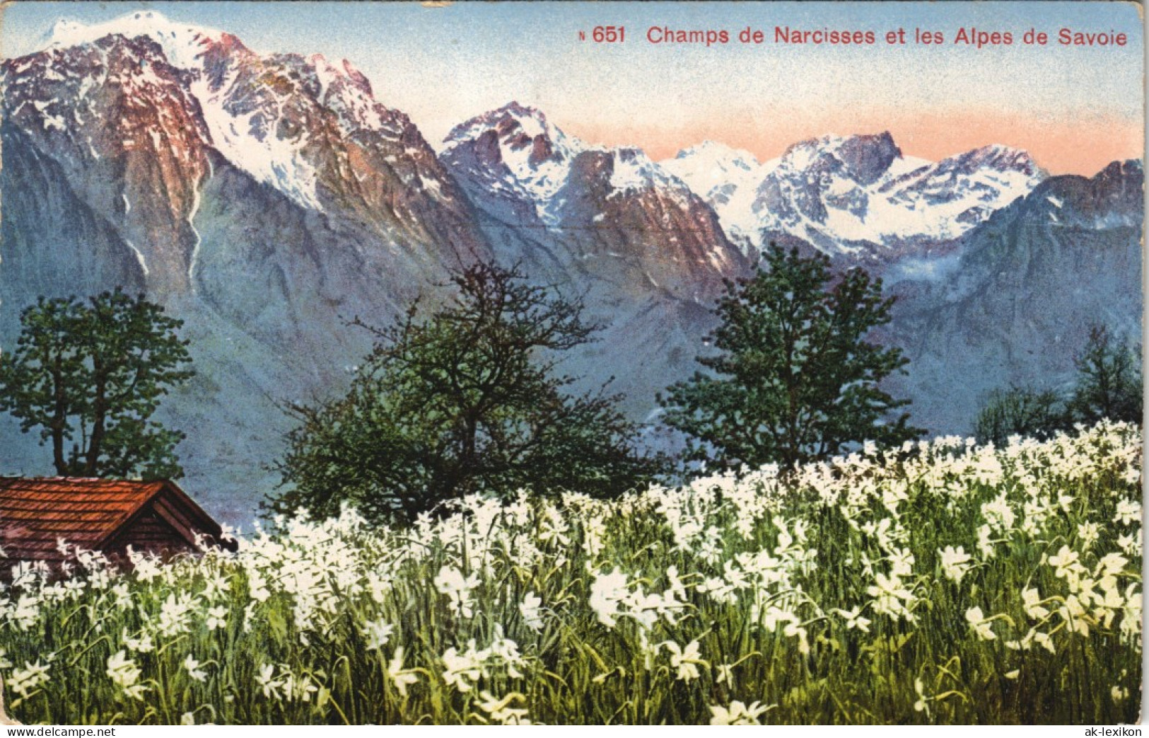 Châtel (Haute-Savoie) Champs De Narcisses Et Les Alpes De Savoie 1912 - Châtel