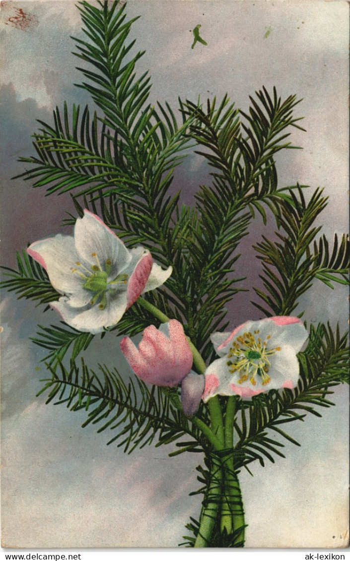 Ansichtskarte  Botanik :: Blumen Photochromie - Gesteck 1913 - Altri & Non Classificati
