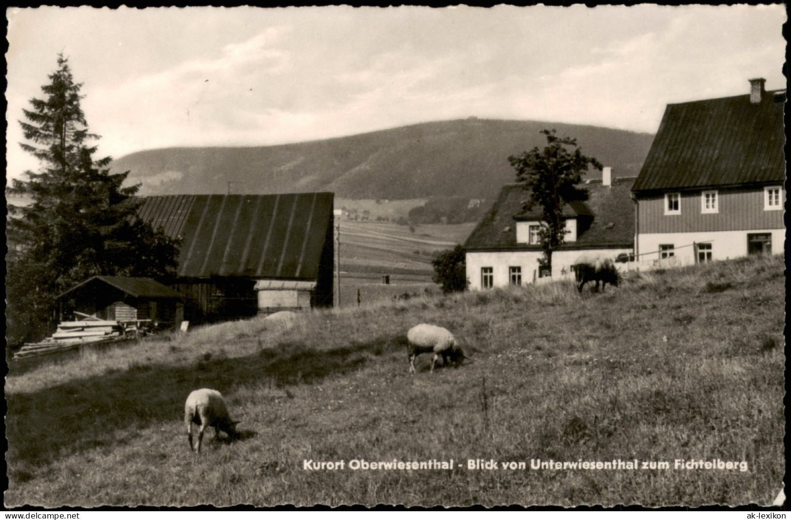 Oberwiesenthal Umland-Blick Von Unterwiesenthal Zum Fichtelberg 1962 - Oberwiesenthal