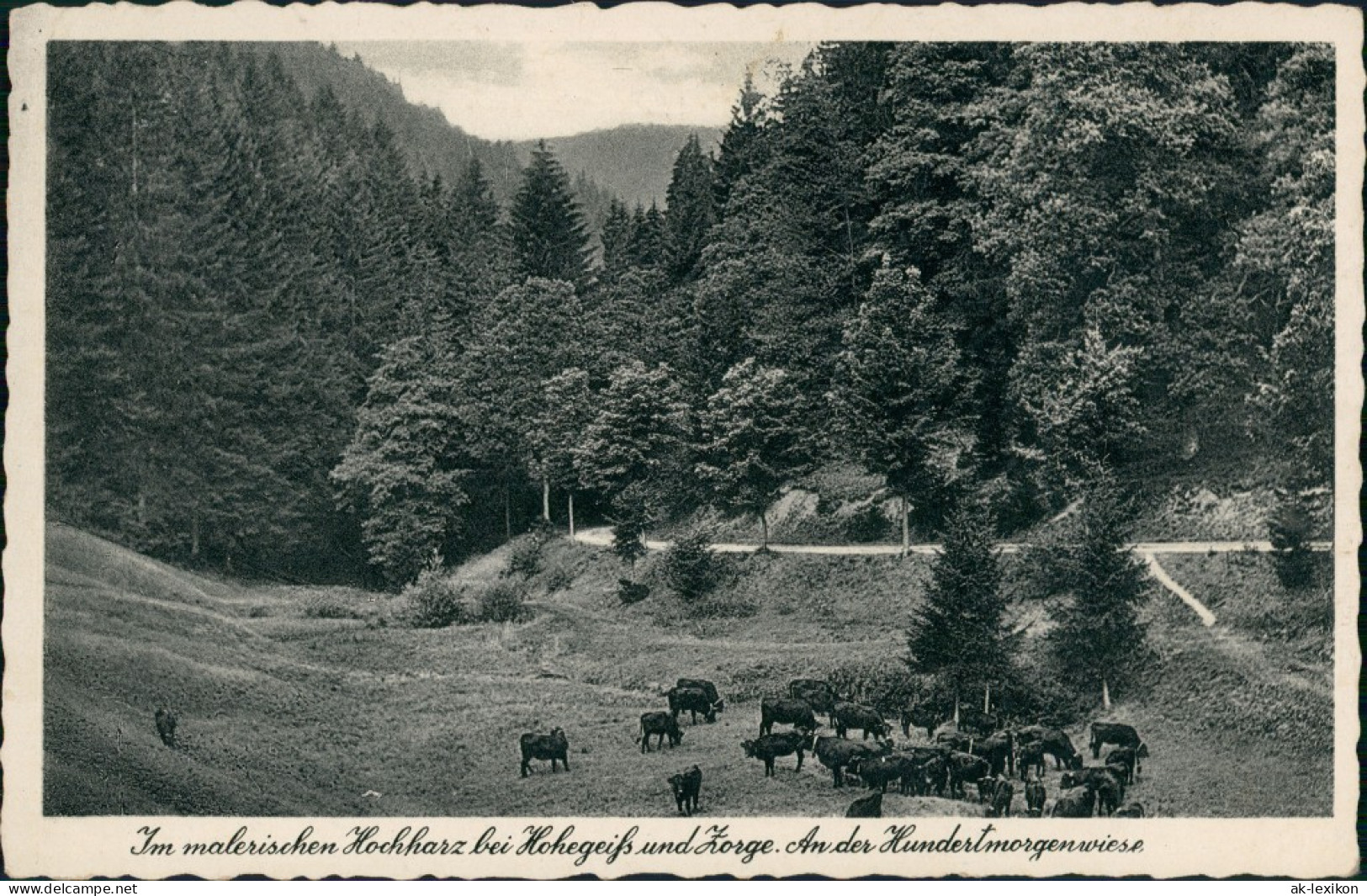 Ansichtskarte Hohegeiß-Braunlage Hundertmorgen Wiese - Tiere 1940 - Braunlage