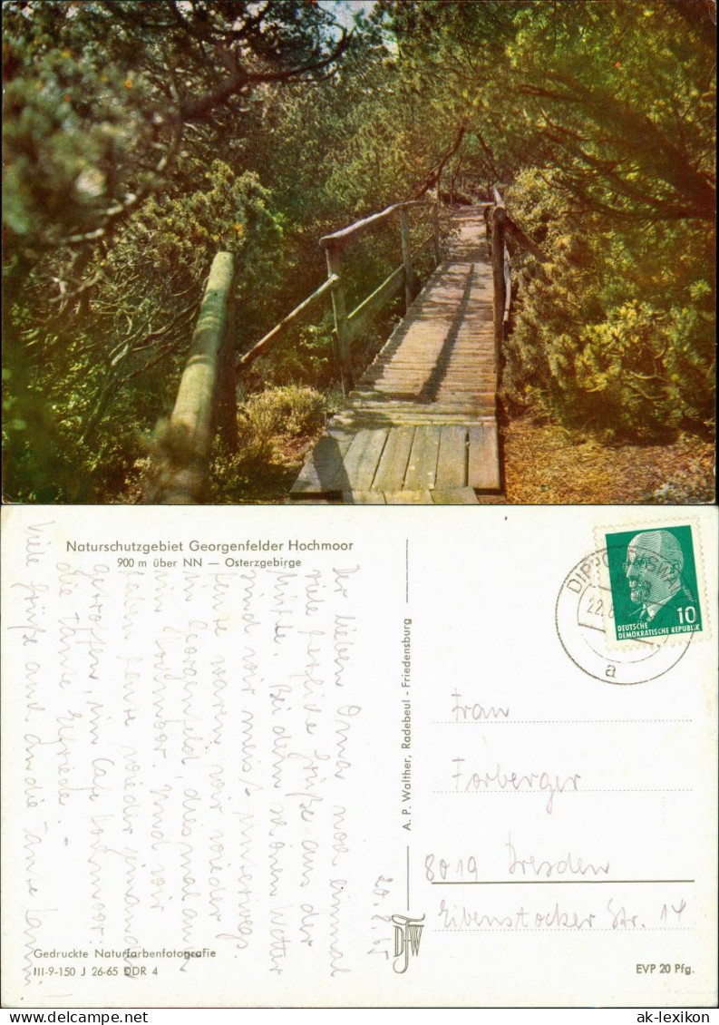 Zinnwald-Georgenfeld-Altenberg (Erzgebirge) Naturschutzgebiet  Hochmoor  1965 - Altenberg