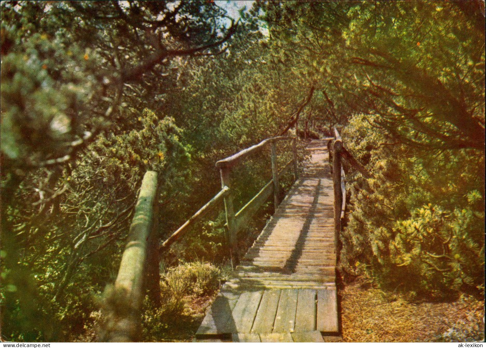 Zinnwald-Georgenfeld-Altenberg (Erzgebirge) Naturschutzgebiet  Hochmoor  1965 - Altenberg