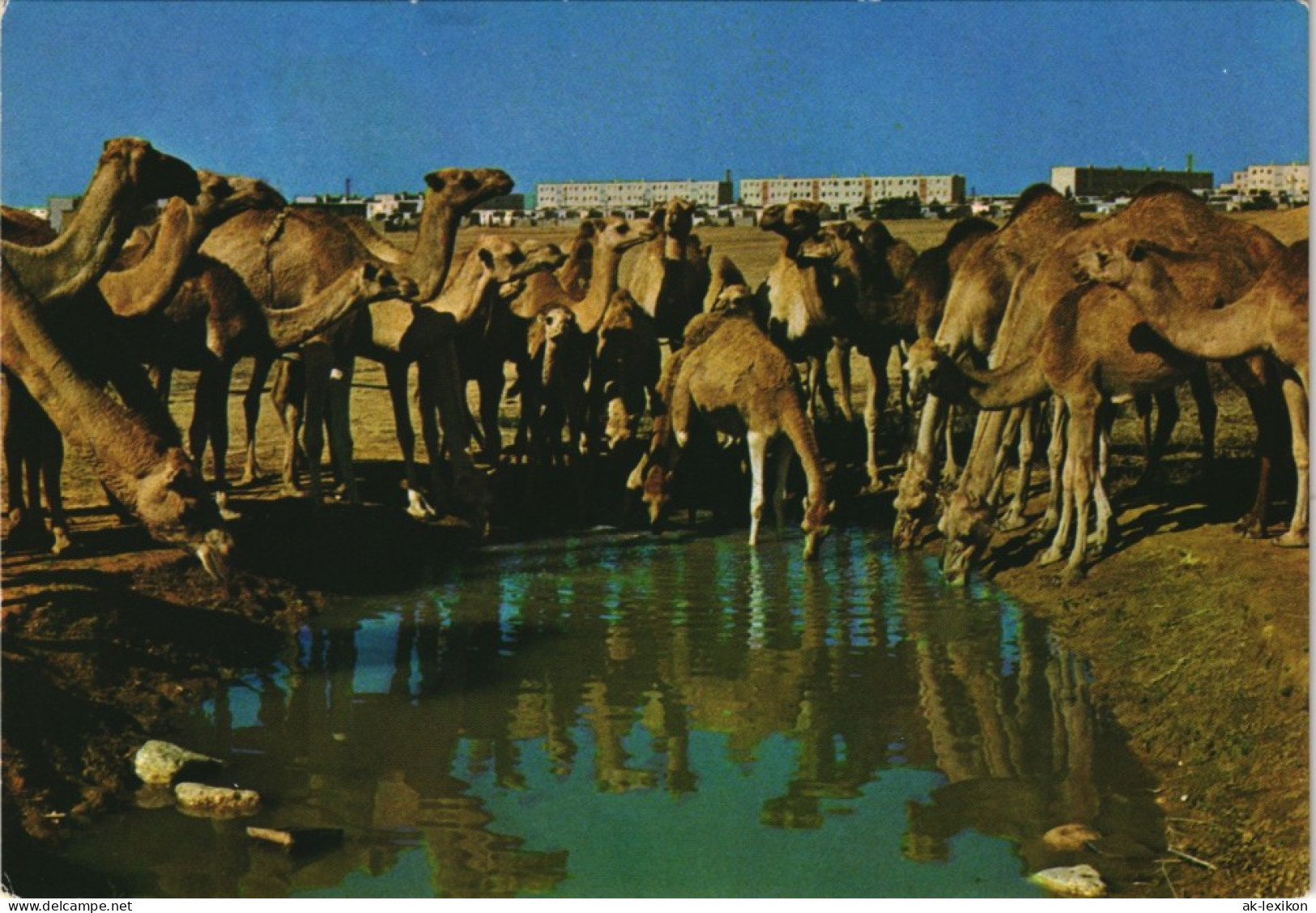 Beer Sheva בְּאֵר שֶׁבַע באר-שבע - גמלים ליד מקוה מים/  Kamel  Israel AK 1975 - Israel