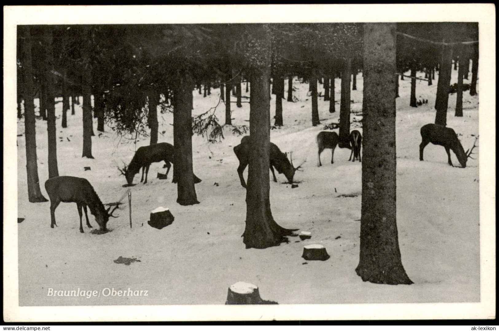 Ansichtskarte Braunlage Rehe Im Wald Im Winter 1960 - Braunlage