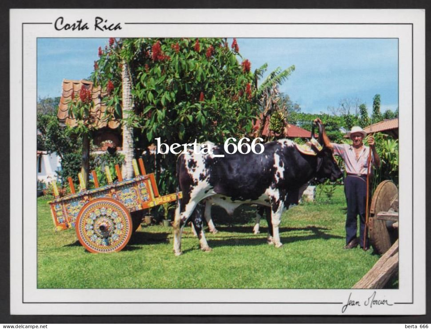 Animals Costa Rica * Ox-Cart - Vaches