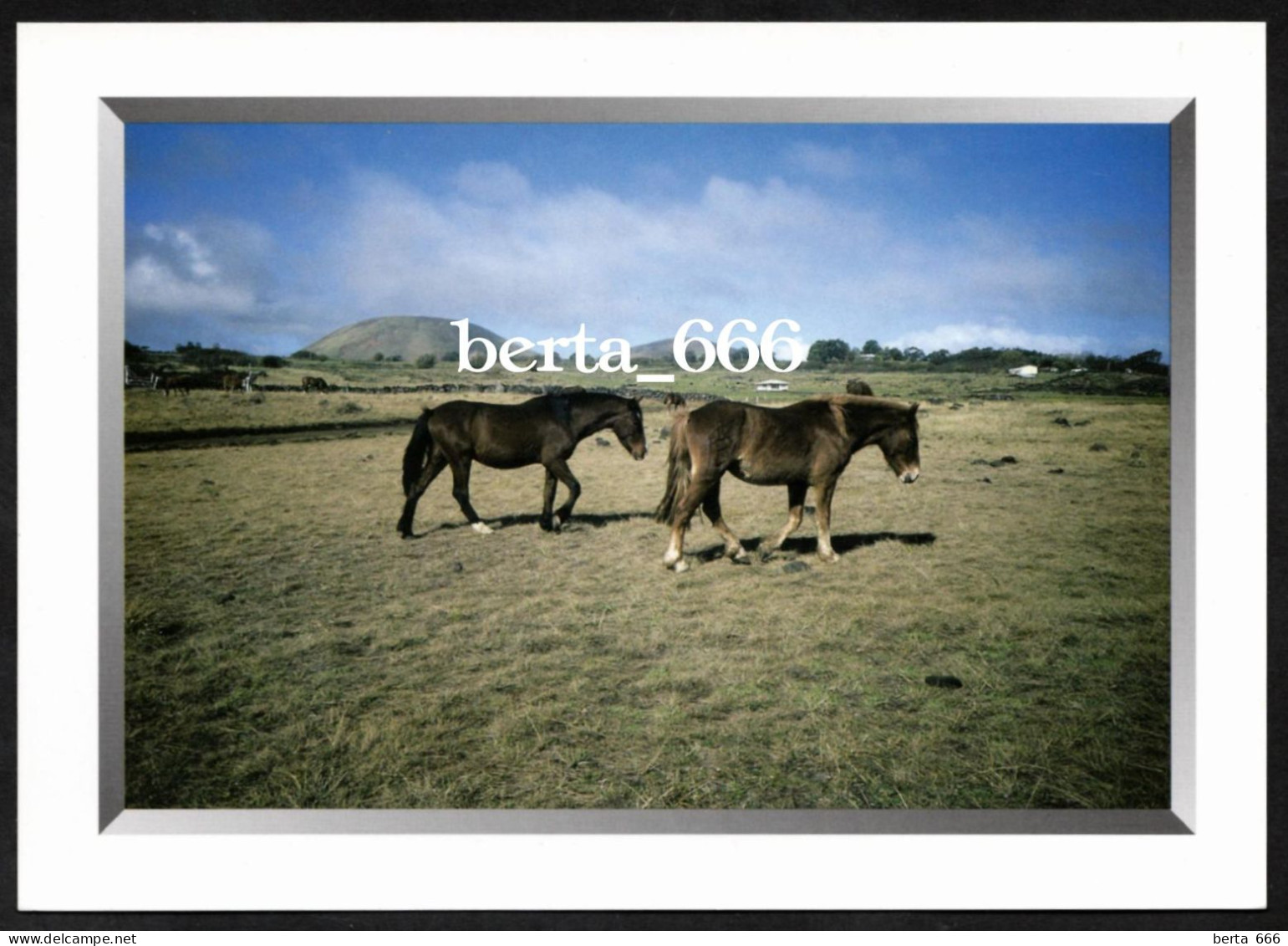 Animals * Horses * Rapa Nui * Easter Island * Chevaux - Paarden