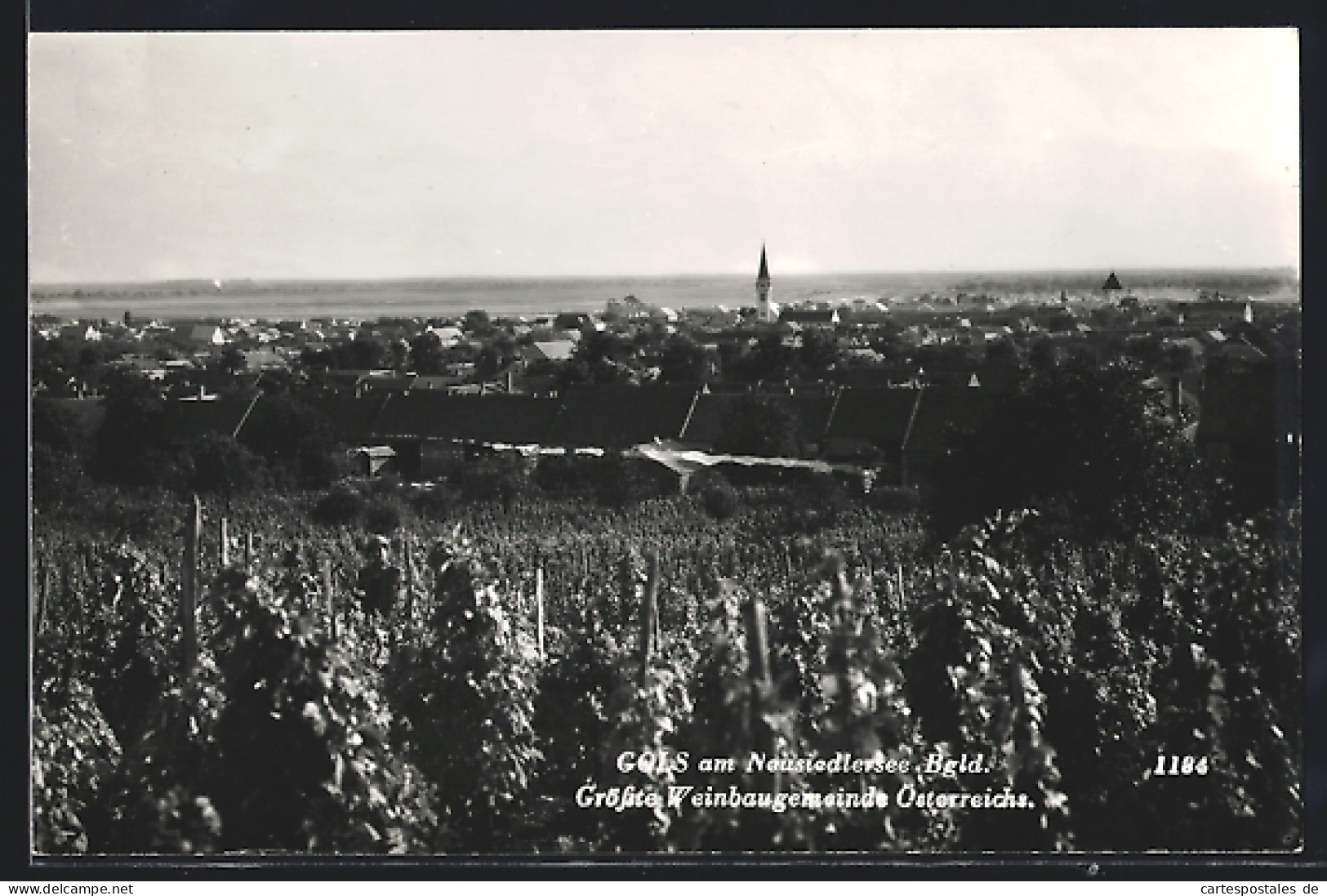 AK Gols Am Neusiedlersee /Bgld., Blick Auf Die Grösste Weinbaugemeinde Österreichs  - Otros & Sin Clasificación