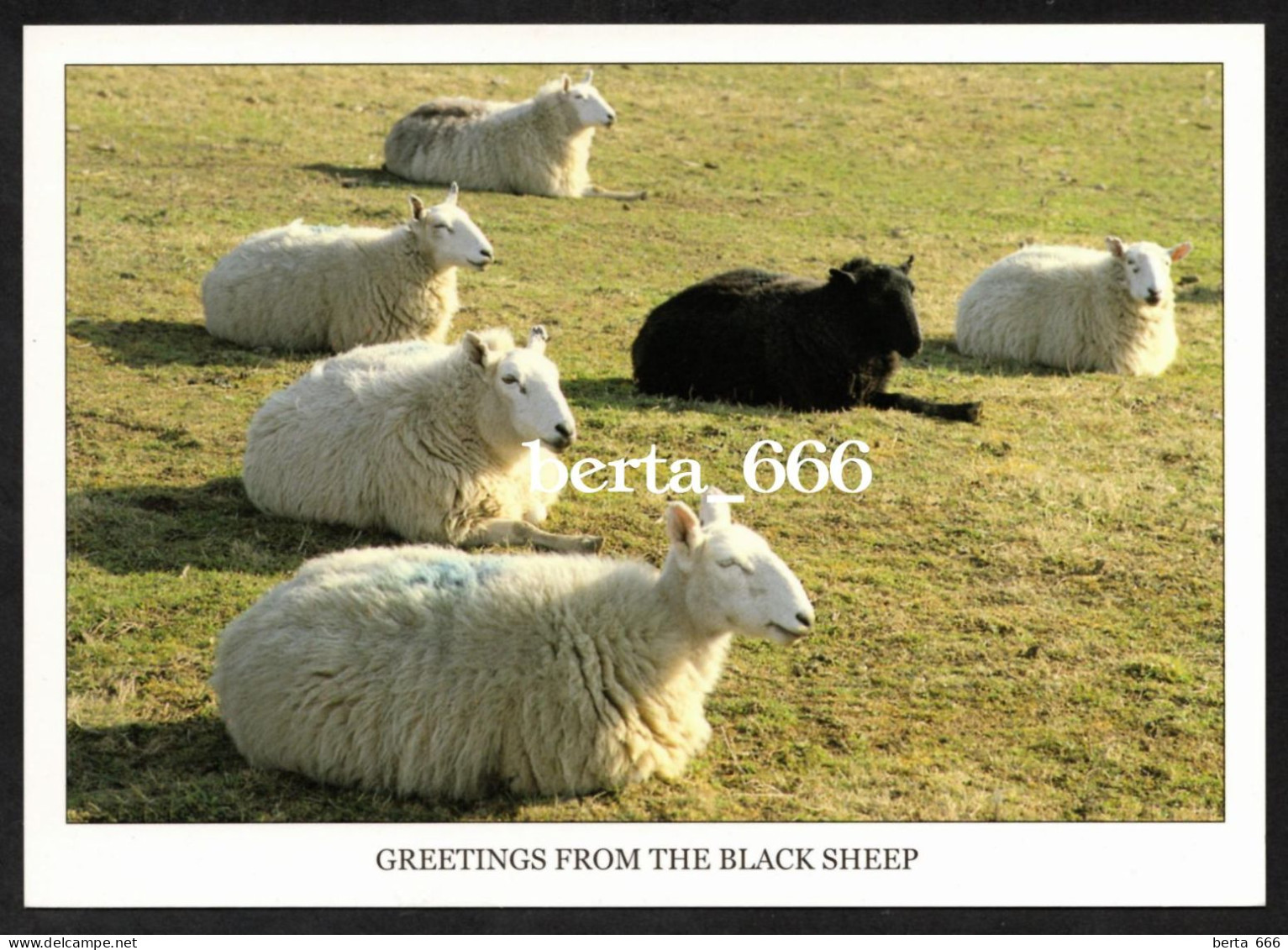 Animals * Sheeps * Greetings From The Black Sheep * Ireland - Autres & Non Classés