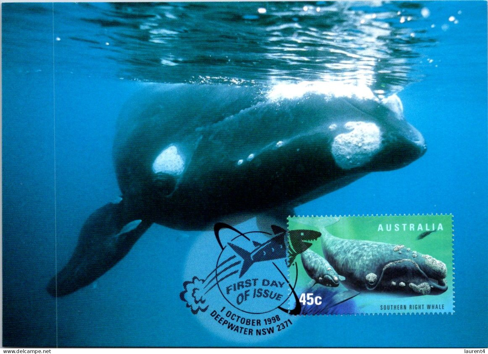 5-5-2024 (4 Z 11) Australia (1 Card) Maxicard - Southern Right Whale - Maximumkaarten