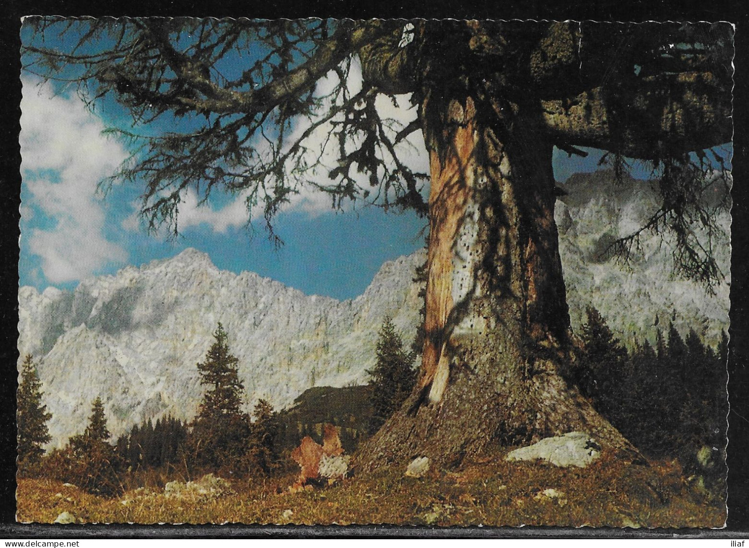 Germany.   Garmisch-Partenkirchen. Zugspitzmassiv.  Illustrated View Posted Postcard - Zugspitze