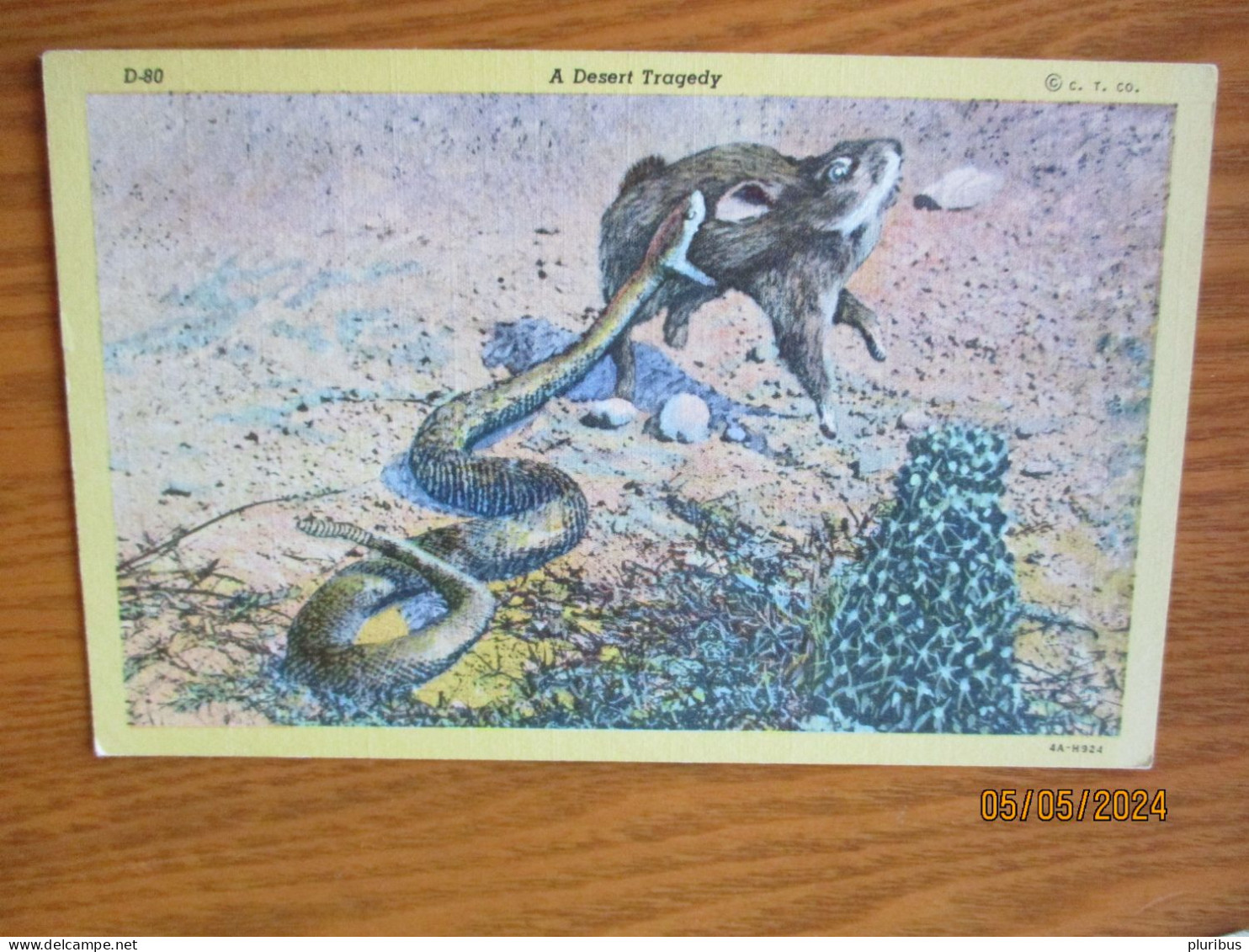 ARIZONA DESERT TRAGEDY RATTLESNAKE EATS RABBIT   , 19-5 - Other & Unclassified