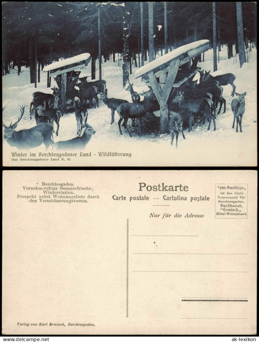 Ansichtskarte Berchtesgaden Winter, Wildtierfütterung 1909 - Berchtesgaden