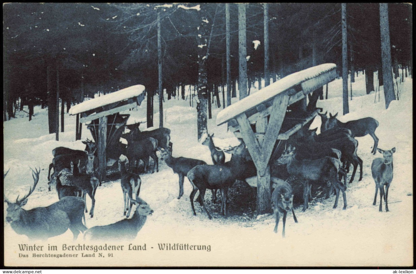 Ansichtskarte Berchtesgaden Winter, Wildtierfütterung 1909 - Berchtesgaden