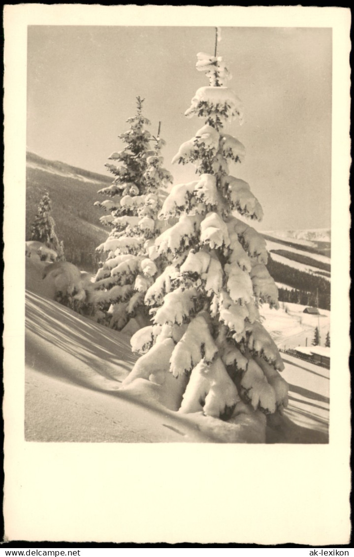 Winter-Ansicht (Schnee/Eis) Stimmungsbild Tannen Verschneit 1940 - Zonder Classificatie