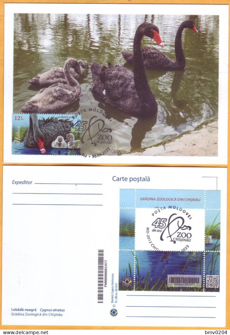 2023  Moldova MAXICARD „Faune. Chisinau Zoological Garden”  Black Swan (Cygnus Atratus) - Moldavie