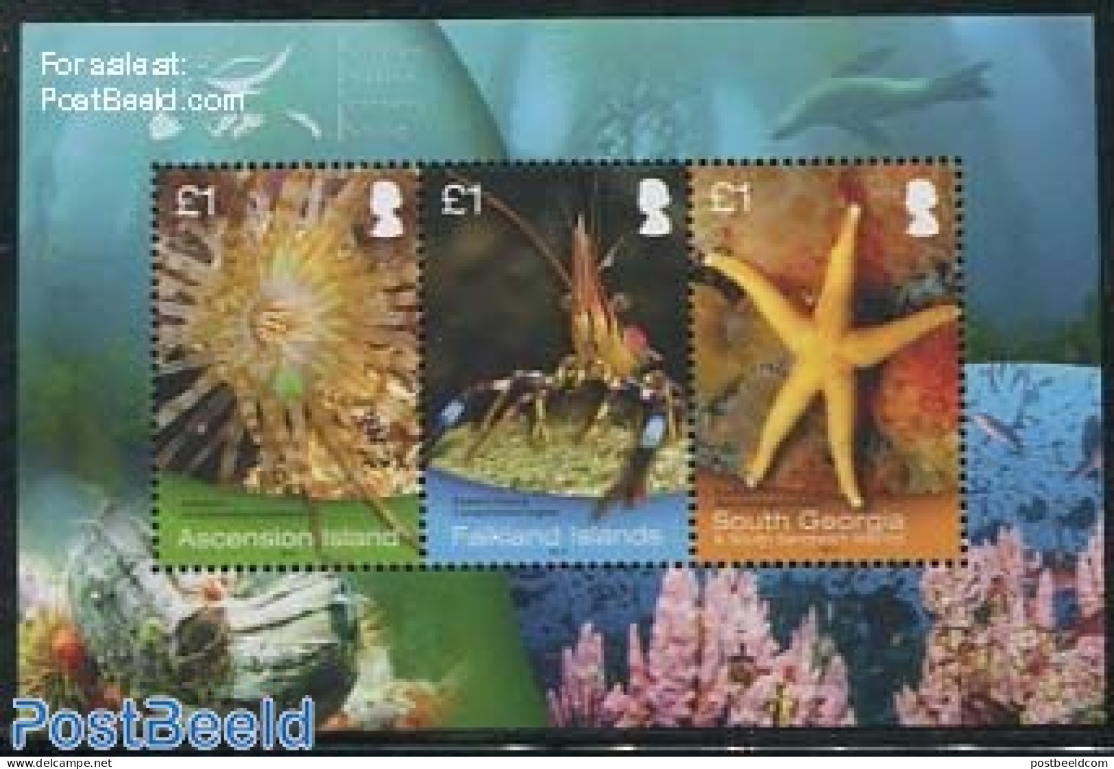 Falkland Islands 2013 Marine Life S/s, Mint NH, Nature - Various - Shells & Crustaceans - Joint Issues - Maritiem Leven