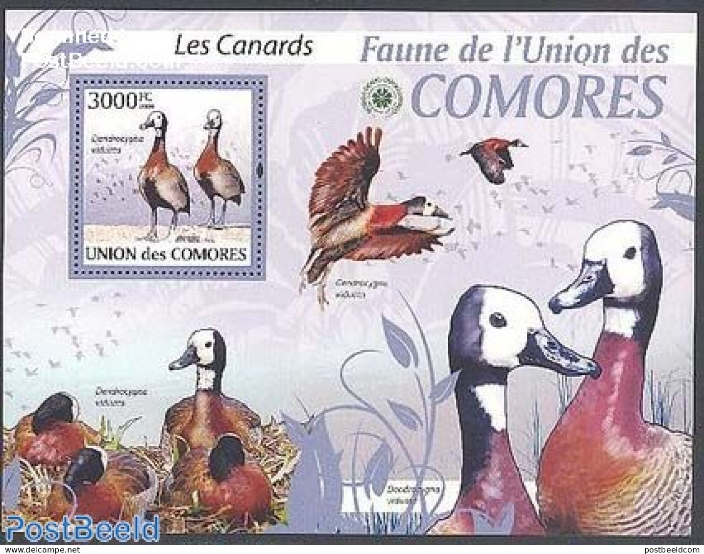 Comoros 2009 Ducks S/s, Mint NH, Nature - Birds - Ducks - Comoren (1975-...)