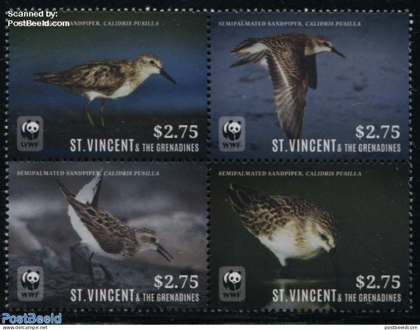 Saint Vincent 2014 WWF, Semipalmated Sandpiper 4v [+] Or [:::], Mint NH, Nature - Birds - World Wildlife Fund (WWF) - St.Vincent (1979-...)