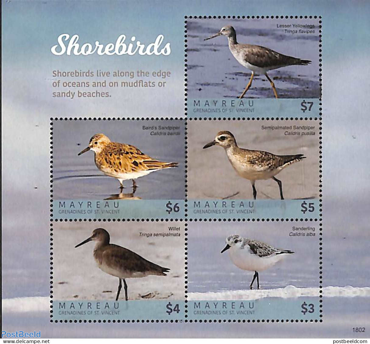 Saint Vincent & The Grenadines 2018 Shorebirds 5v M/s, Mint NH, Nature - Birds - St.Vincent & Grenadines