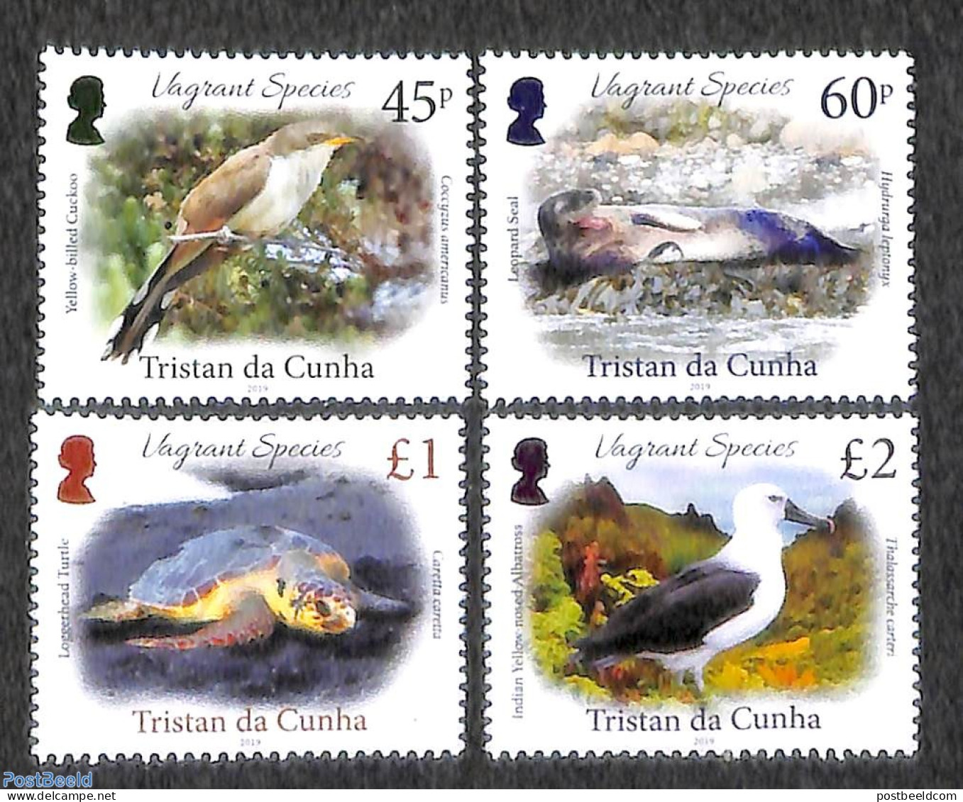 Tristan Da Cunha 2019 Vagrant Species 4v, Mint NH, Nature - Birds - Tristan Da Cunha