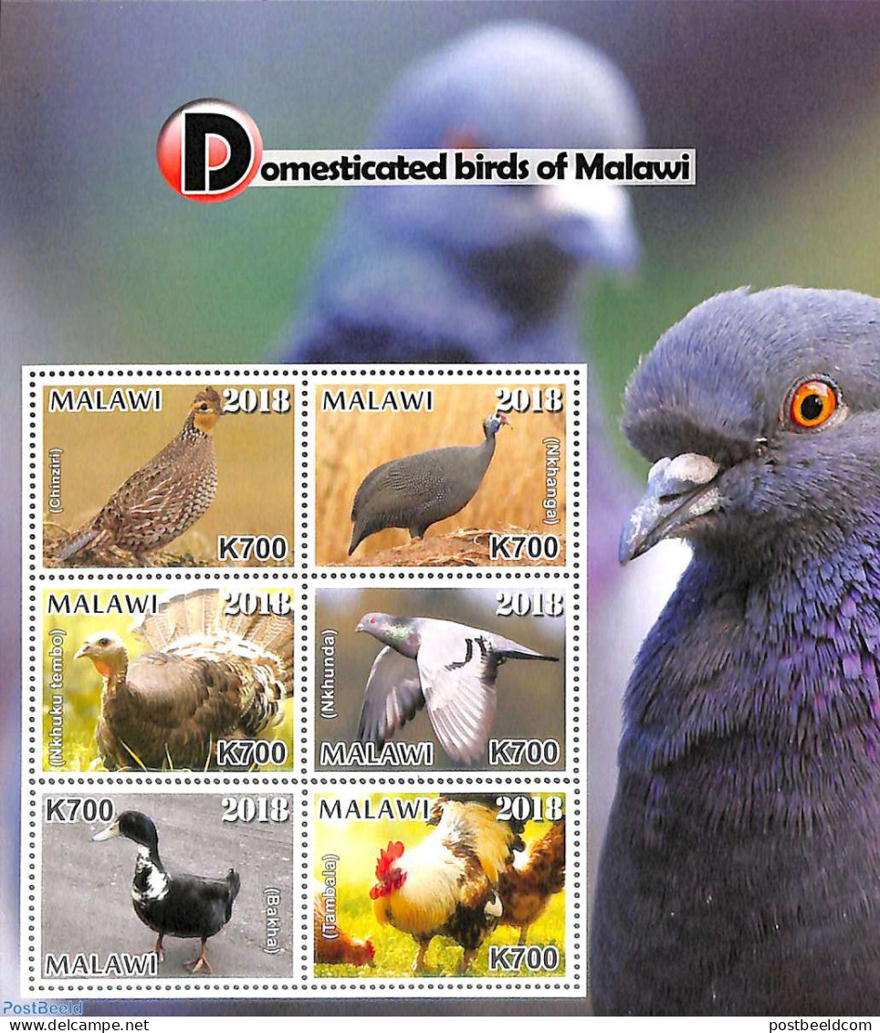Malawi 2018 Domesticated Birds Of Malawi 6v M/s, Mint NH, Nature - Birds - Malawi (1964-...)