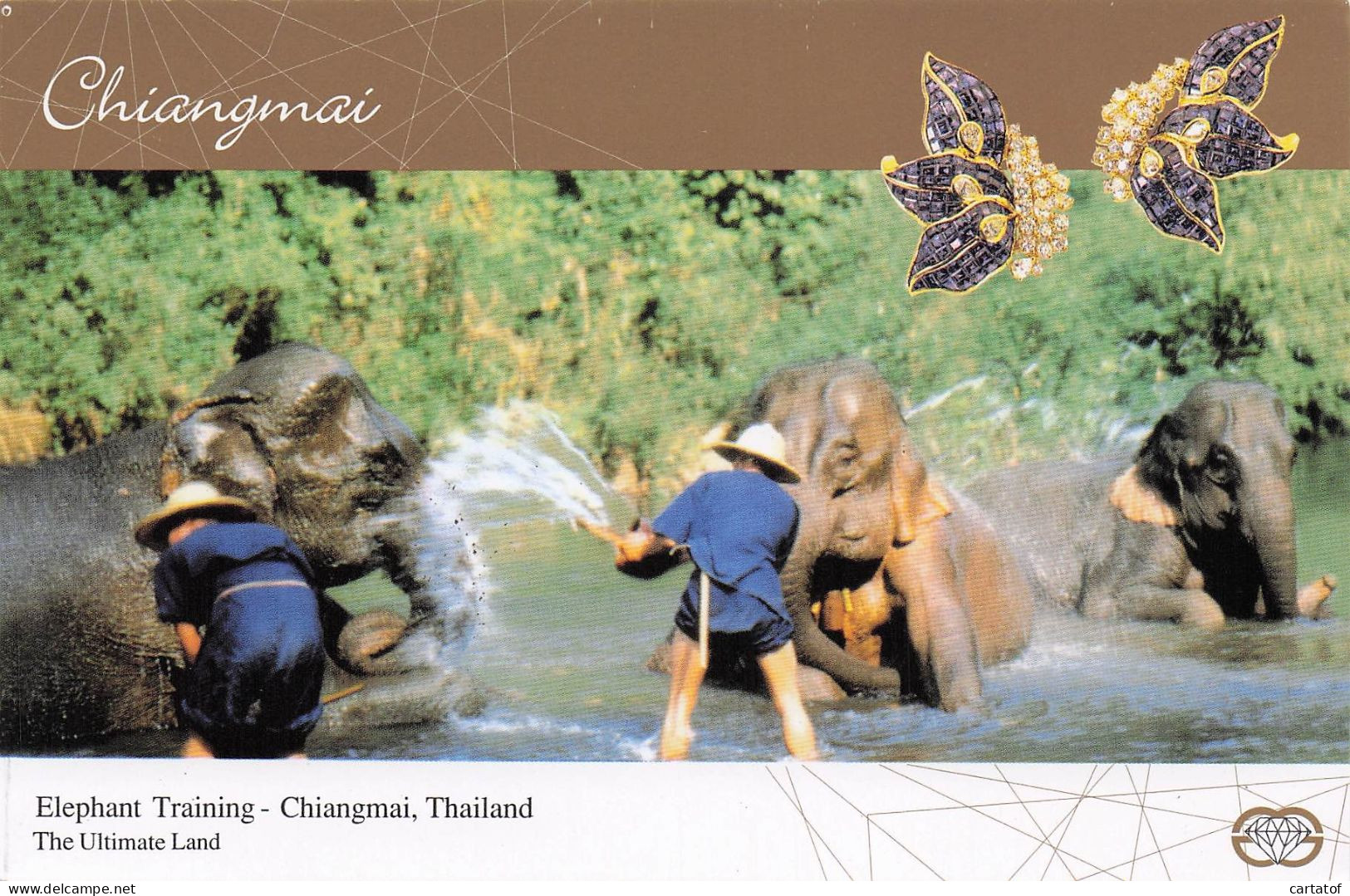 CHIANGMAI . Elephant Training . ( Thaïlande Entranement Des éléphnats ) .CP GEMS GALLERY . - Thaïlande