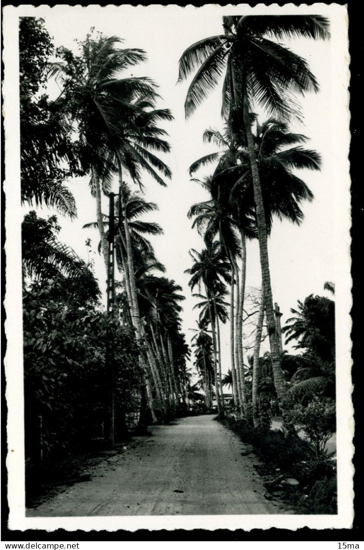 CAMEROUN Douala Allée De Cocotiers 1952 PAULEAU - Cameroon