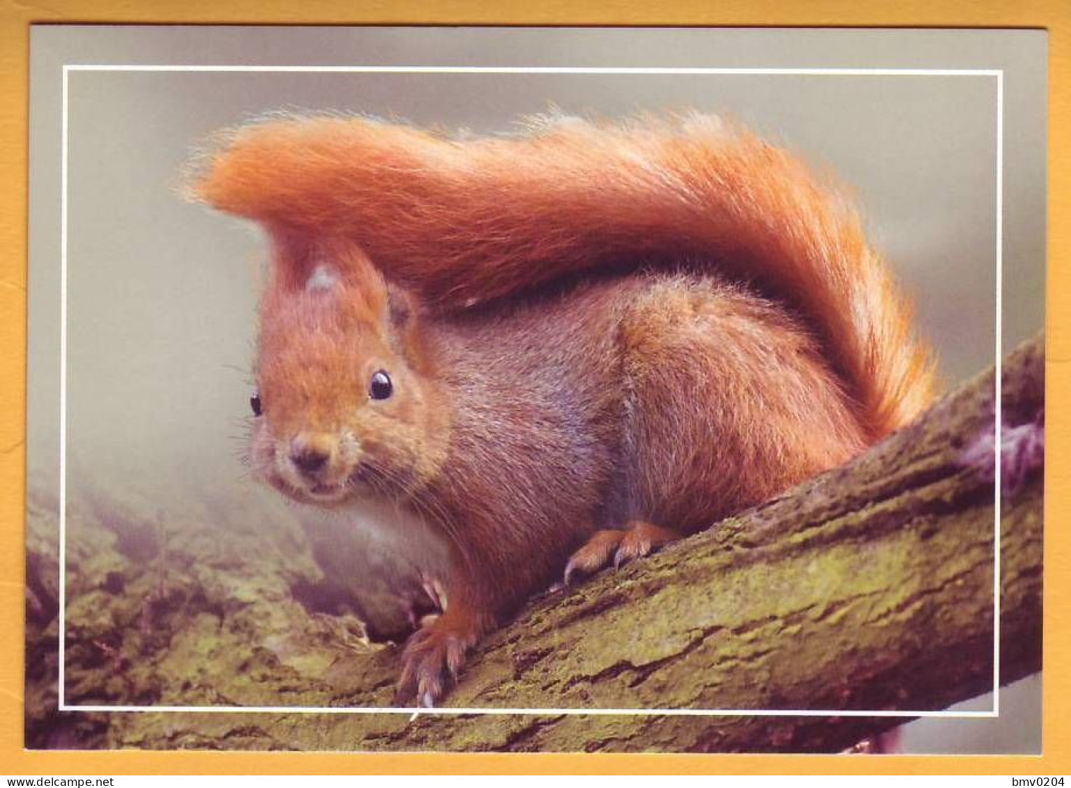 2015 Moldova Moldavie Moldau  FDC  Fauna Wildlife. Postcard With An Original Postage Stamp Squirrel Eichhörnchen - Moldavie