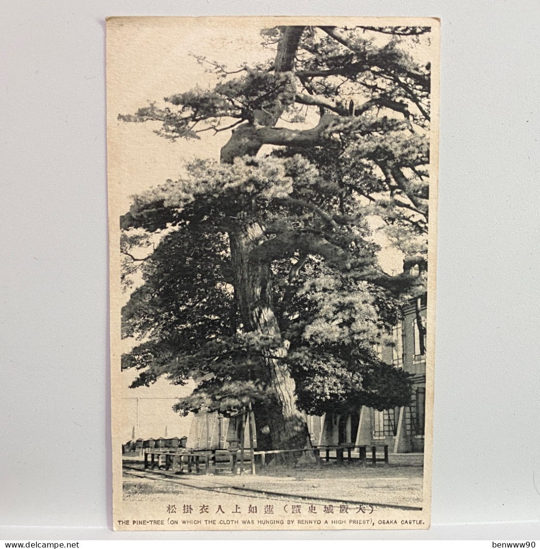 大阪城 蓮如上人衣掛松 PINE-TREE THE CLOTH WAS HUNGING BY RENNYO A HIGH PRIEST, Castle Of Osaka , Osaka , JAPAN JAPON POSTCARD - Osaka