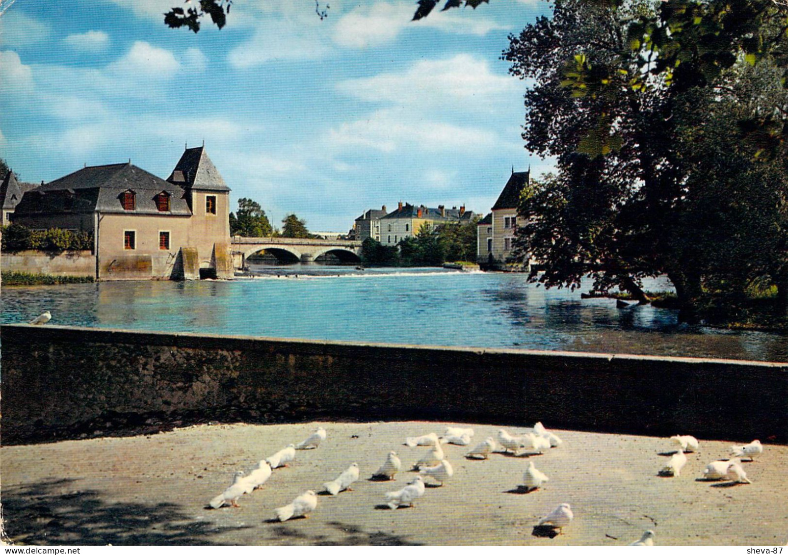 72 - La Flèche - Les Pigeons Au Bord Du Loir - La Fleche