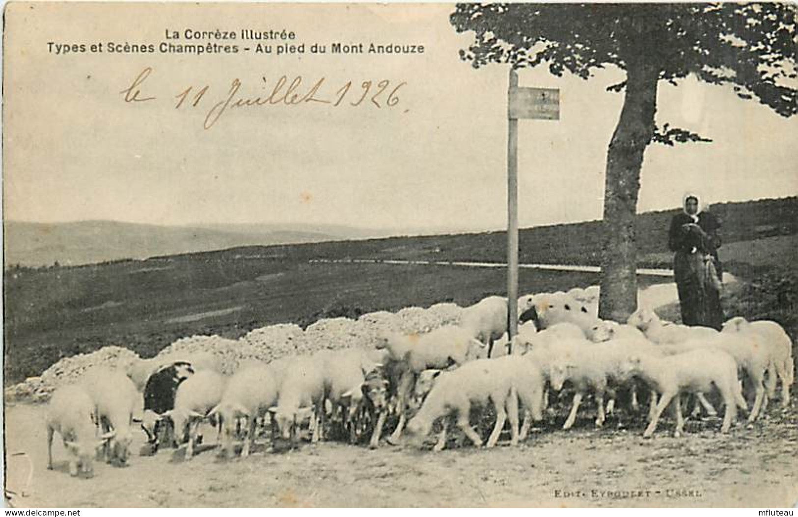 19* CORREZE Moutons  Mont Andouze      MA100,0441 - Viehzucht