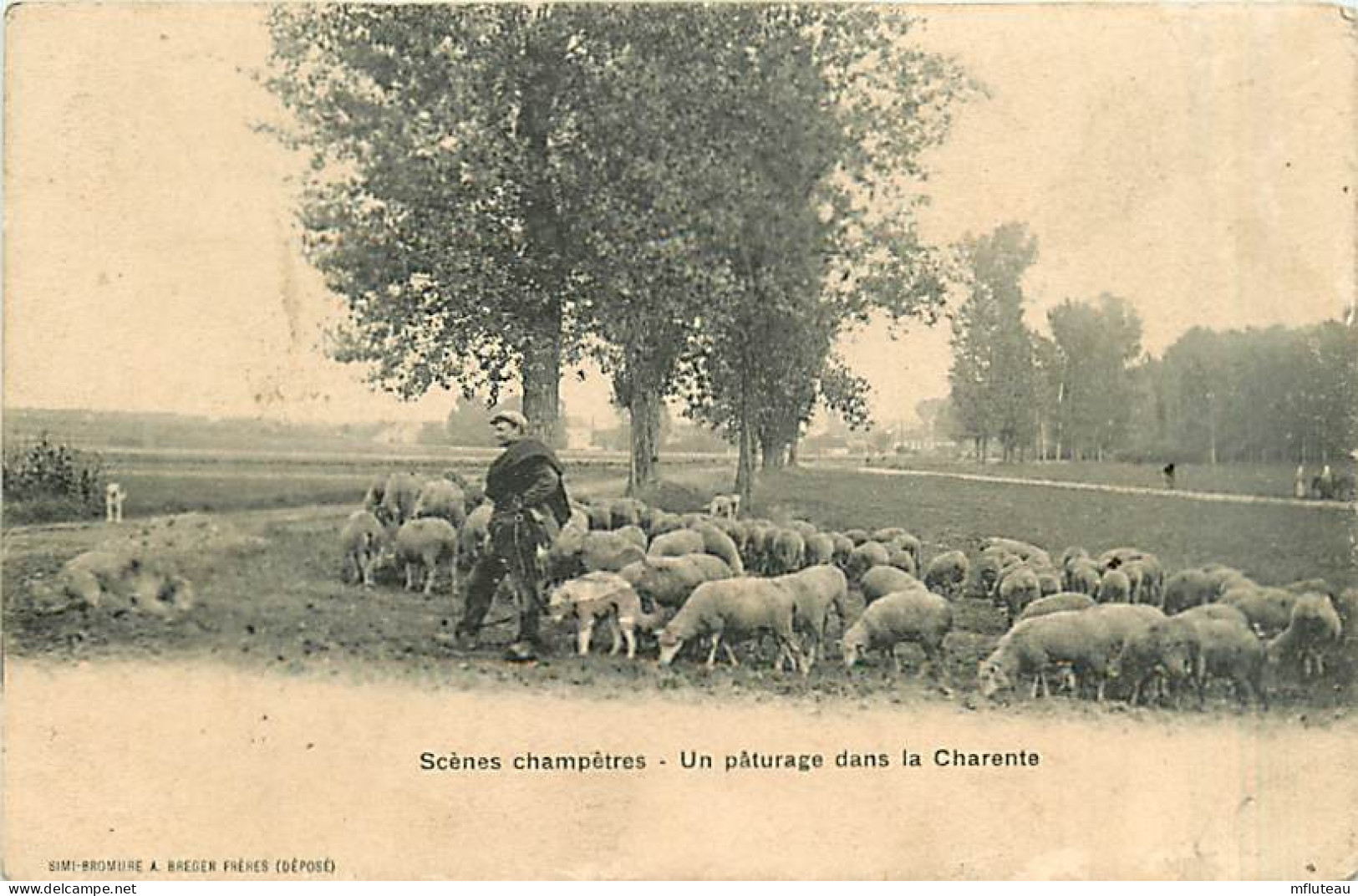 17* CHARENTE  Paturage Moutons     MA100,0129 - Elevage