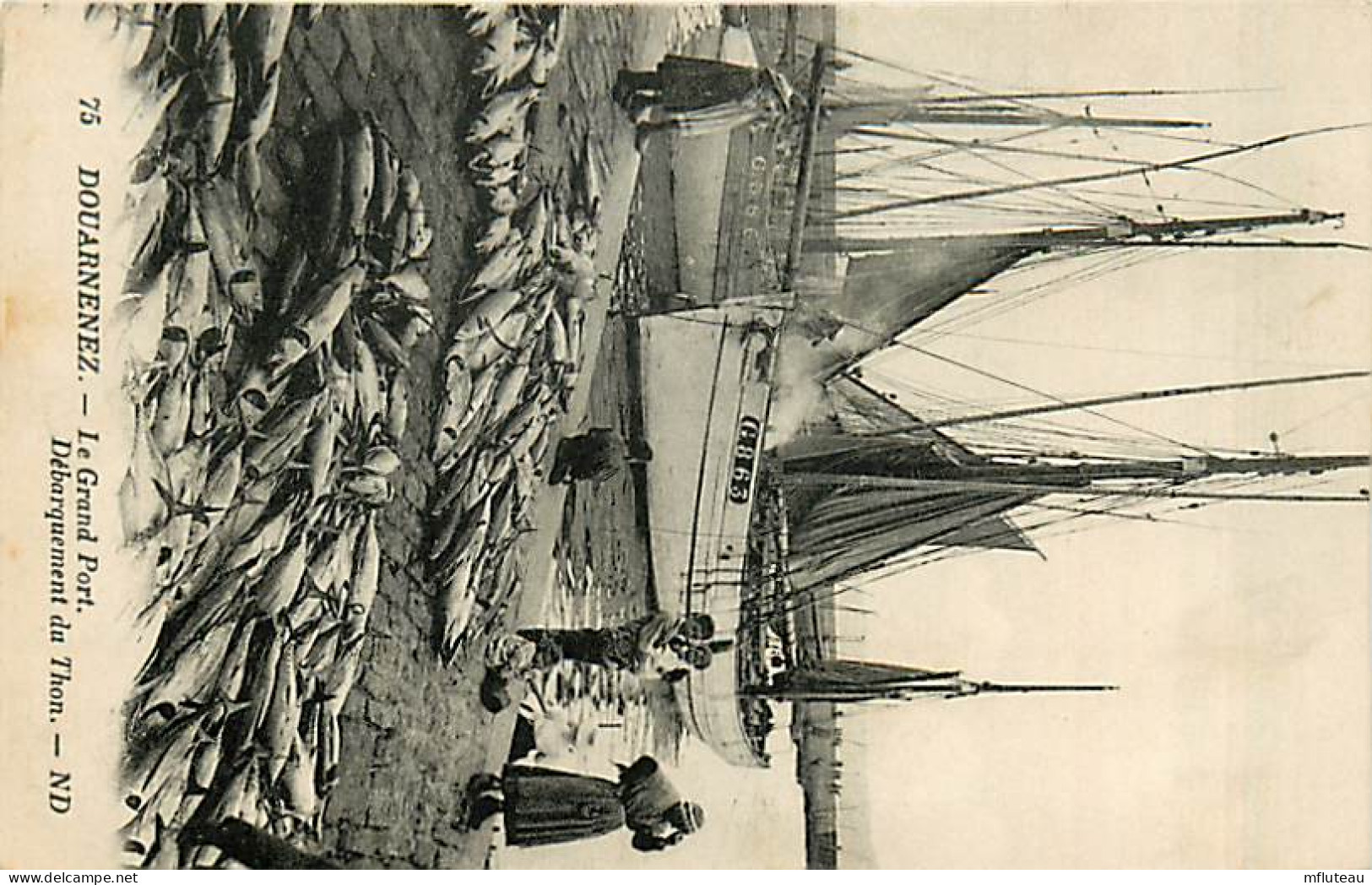 29* DOUARNENEZ Debarquement Du Thon  MA100,1349 - Fishing
