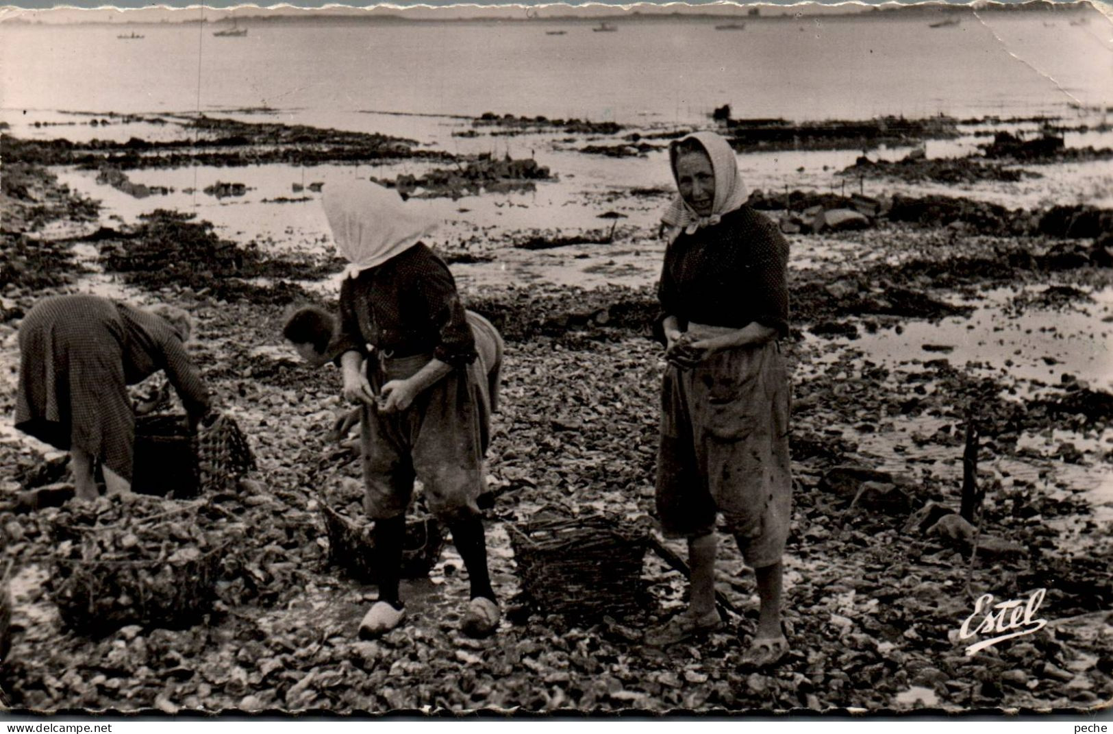 N°1884 W -cpsm île De Ré -femme Travaillant Dans Les Parcs à Huîtres- - Fishing