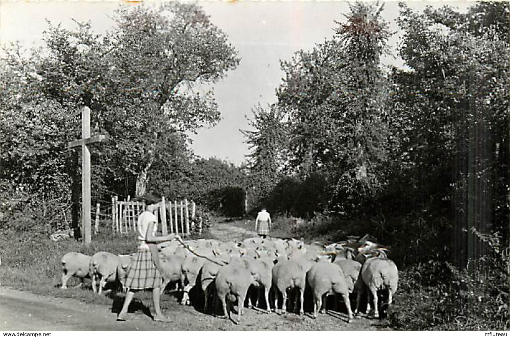 58* PREMERY  Rentree Moutons (cpsm 9x14)        MA102,0987 - Elevage