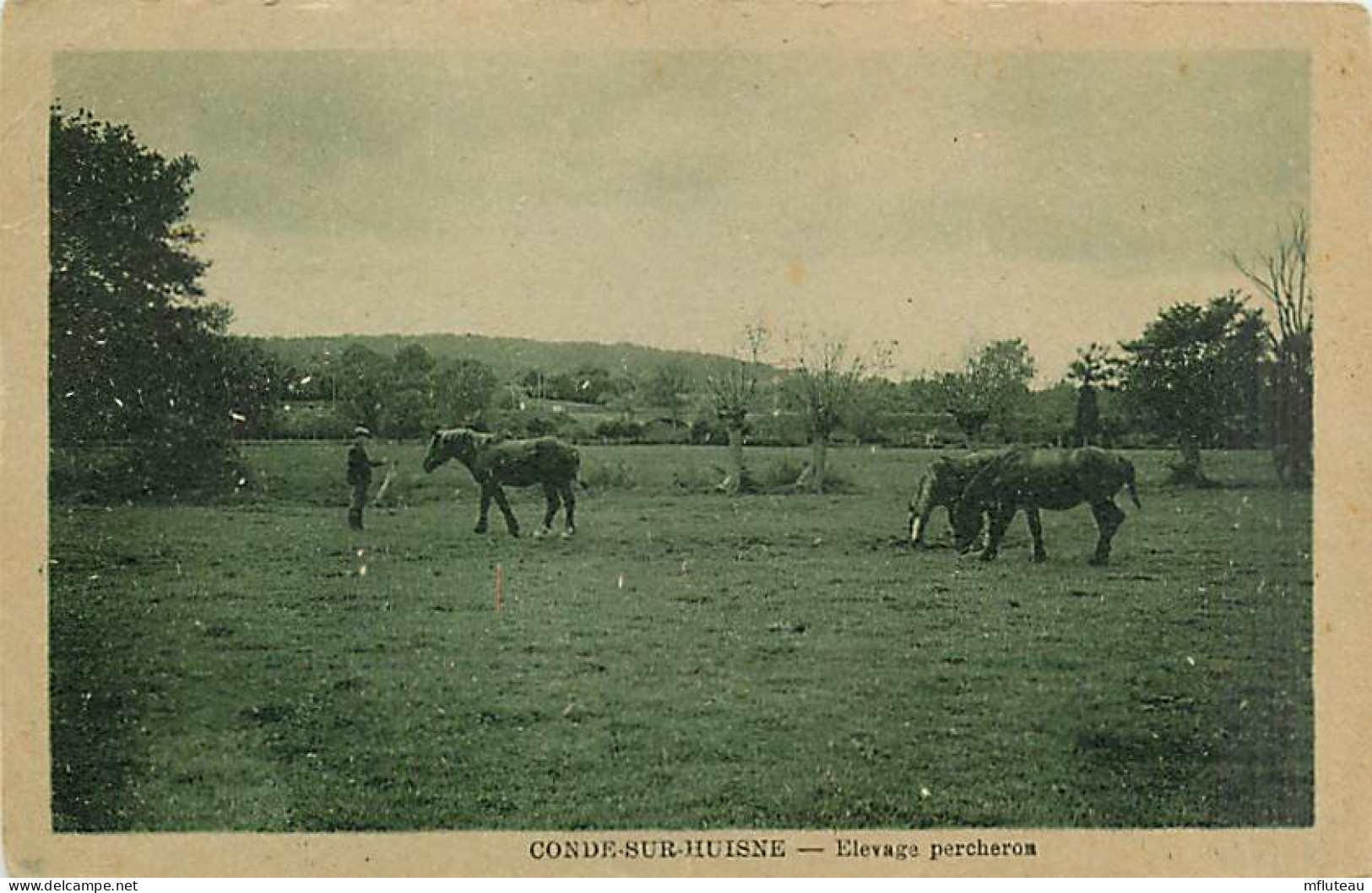 61* CONDE SUR HUISNE  Percherons    MA103,0108 - Viehzucht