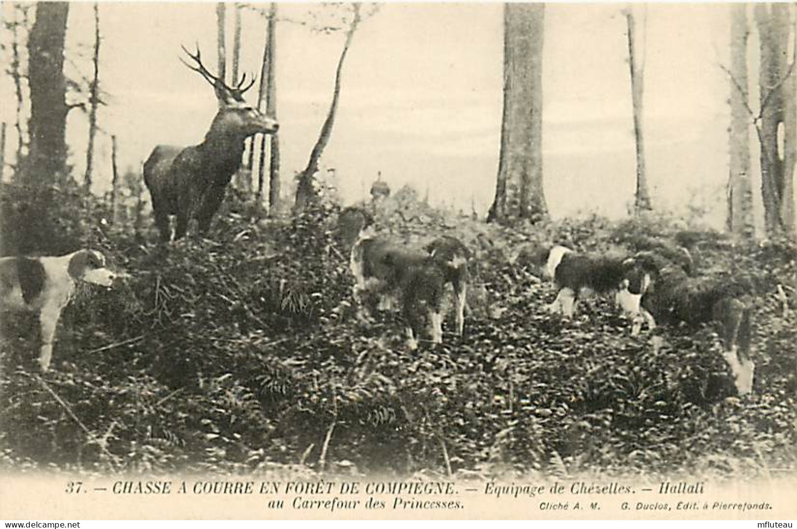 60* COMPIEGNE Chasse A Courre  Hallali Aux Princesses MA102,1236 - Chasse