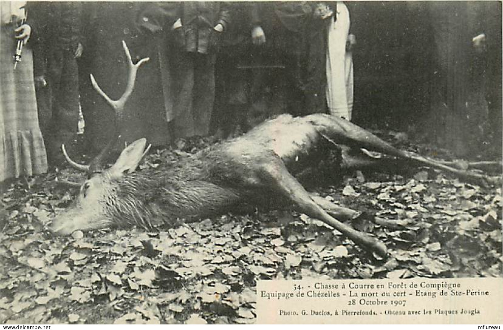 60*  COMPIEGNE Chasse A Courre -mort Du Cerf  MA102,1227 - Chasse