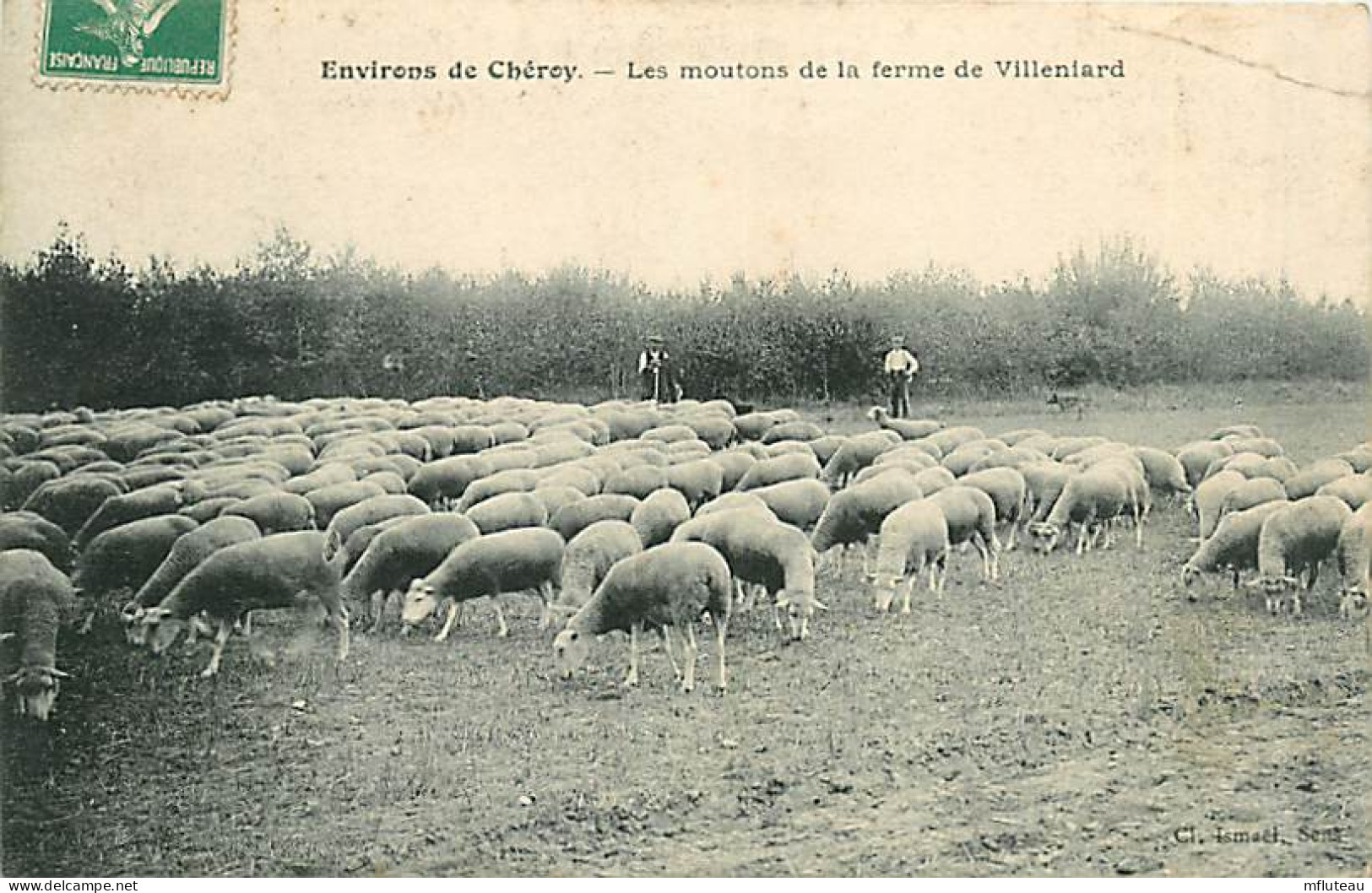 77* CHEROY Moutons Ferme De Villeniard  MA104,0409 - Elevage