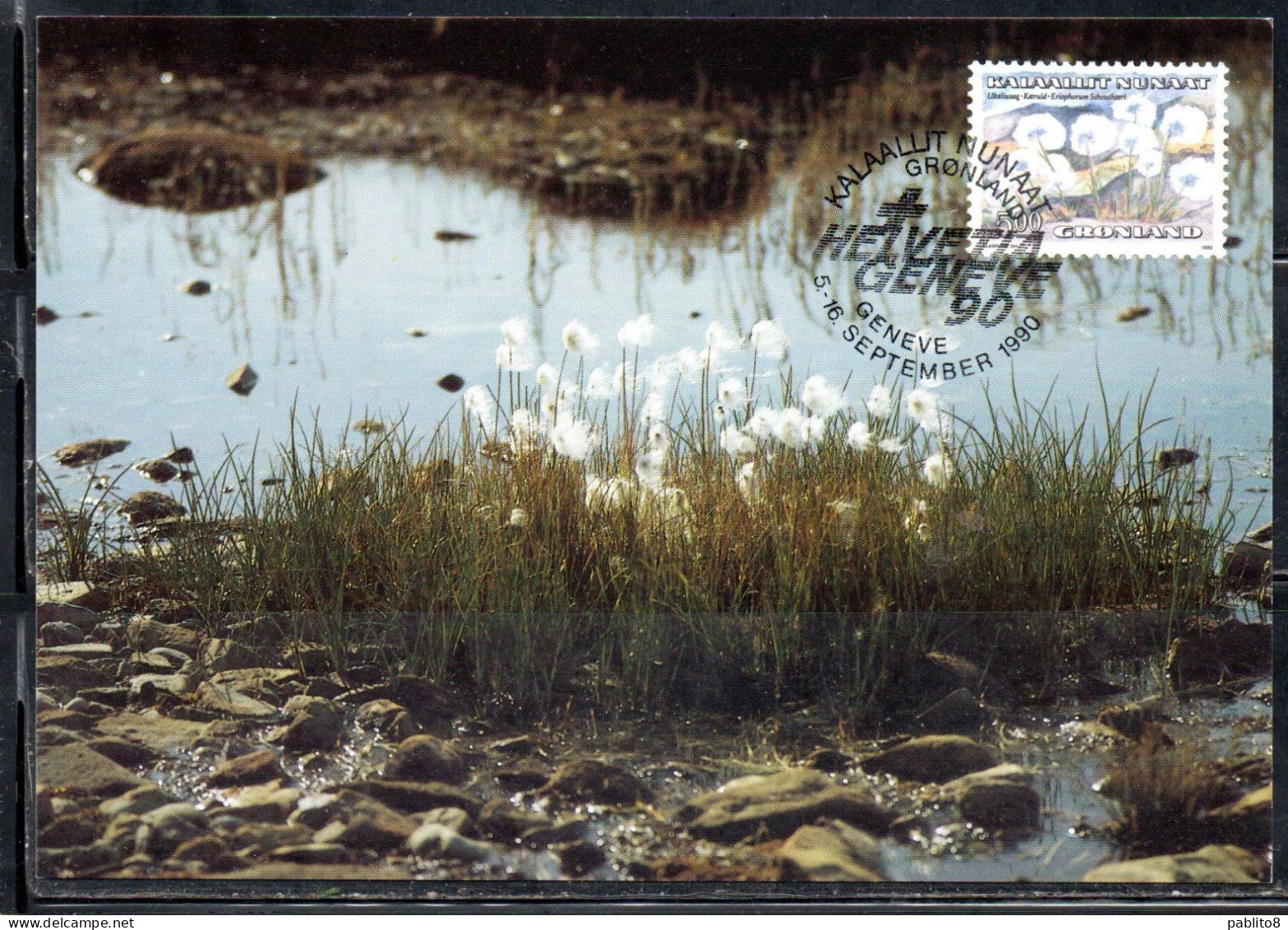 GREENLAND GRONLANDS GROENLANDIA GRØNLAND 1989 1992 1990 FLORA PLANTS ERIOPHORUM SCHEUCHZERI 5k MAXI MAXIMUM CARD CARTE - Maximumkarten (MC)