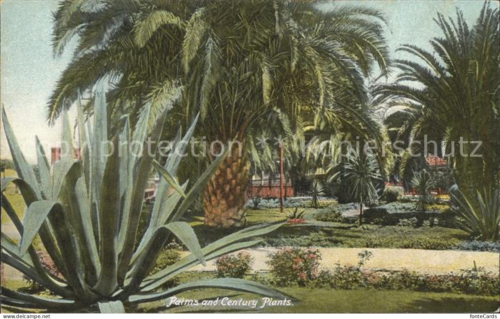 11705024 Los_Angeles_California Palms And Century Plants - Sonstige & Ohne Zuordnung