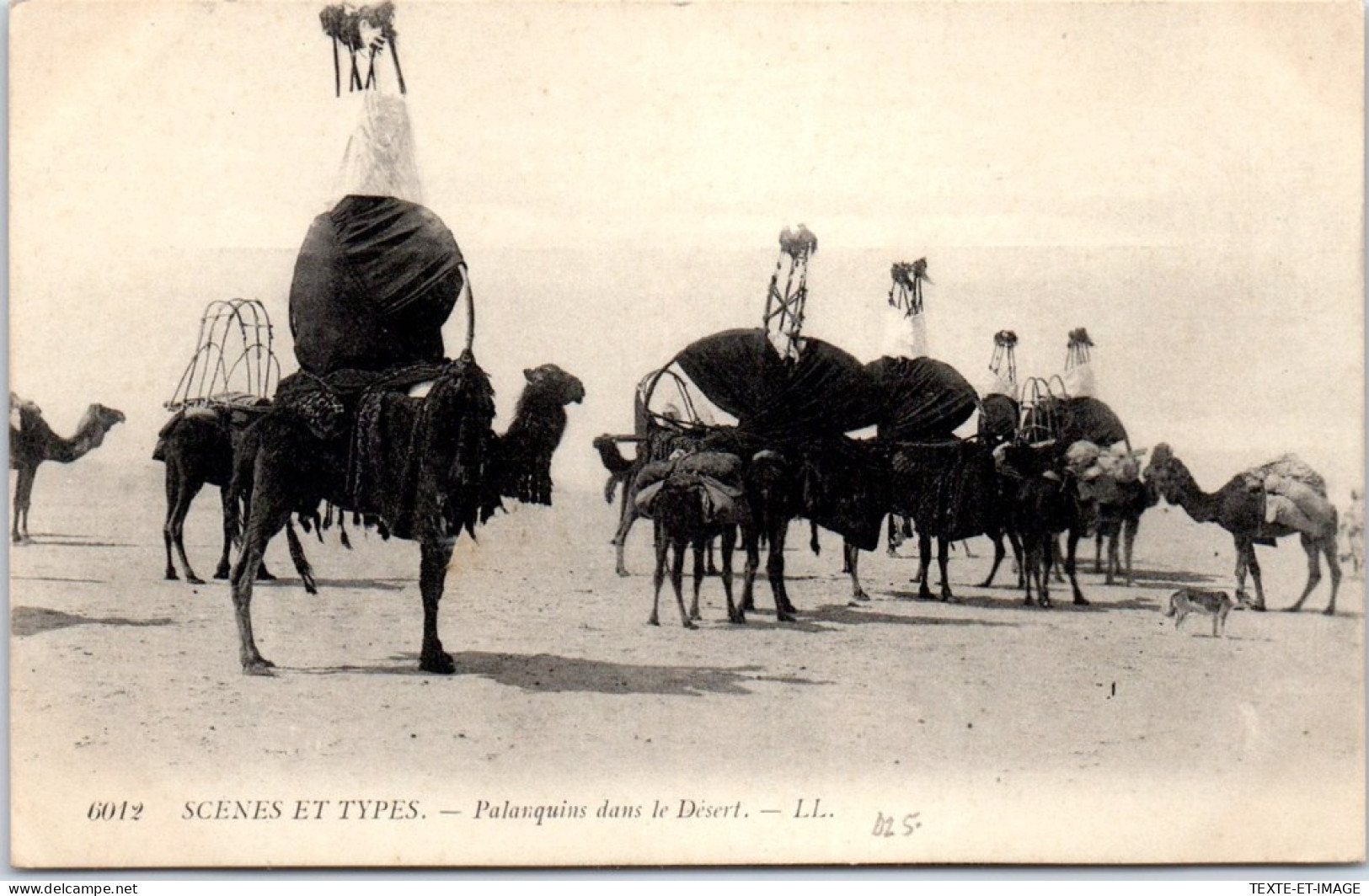 ALGERIE - Palanquins Dans Le Desert  - Scènes & Types